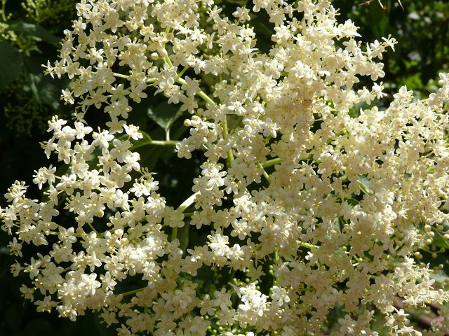 Holunderblüte